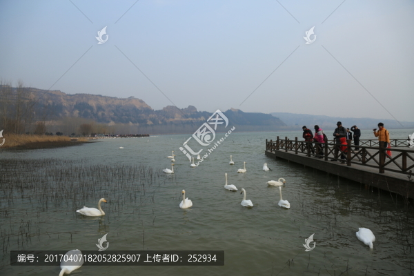 三門峽觀鵝