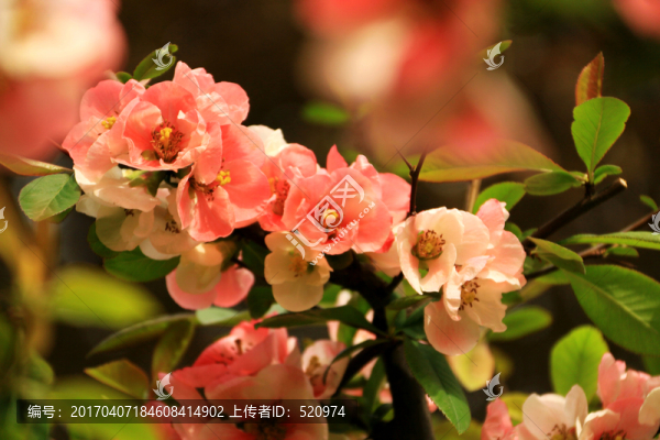 唯美花朵