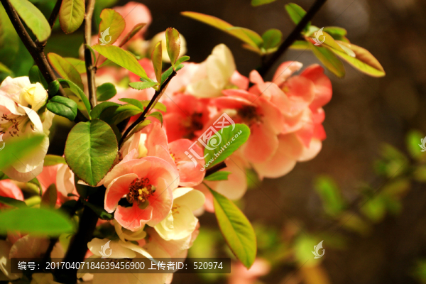 唯美花朵