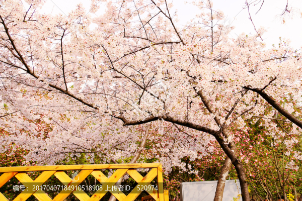 櫻花