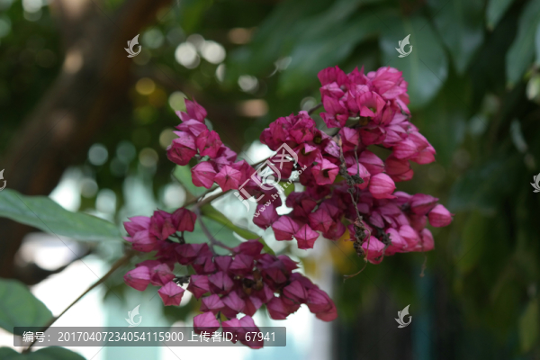 紫色花
