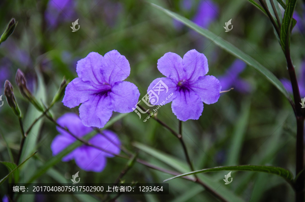 藍(lán)花草,翠蘆莉