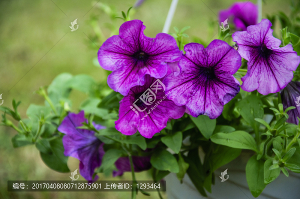 藍花草,翠蘆莉