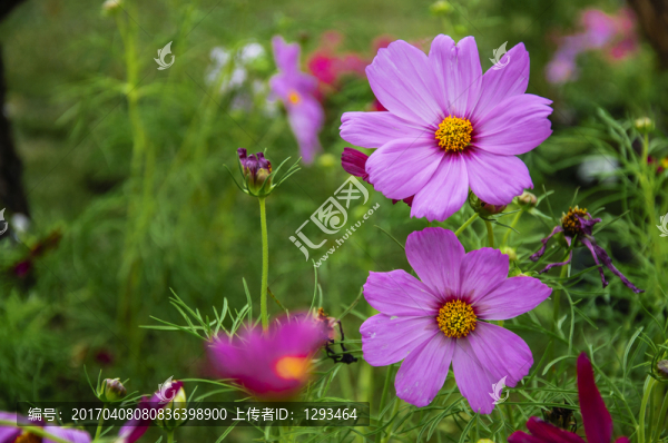 格?；? title=