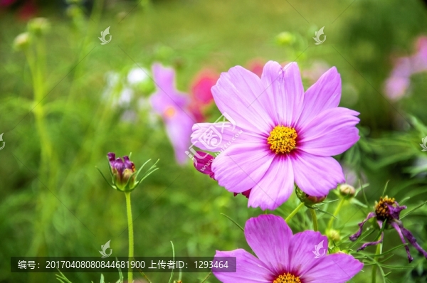 格桑花