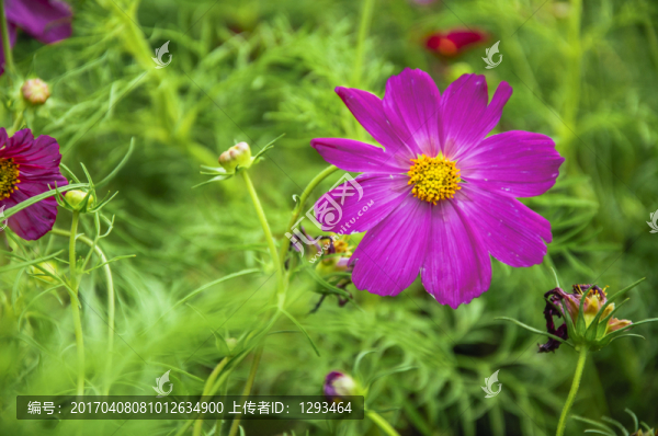 格?；? title=
