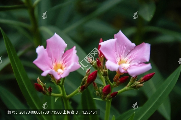夾竹桃