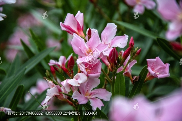 夾竹桃