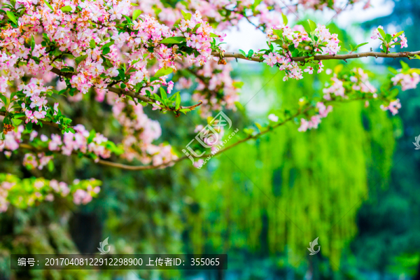 垂絲海棠