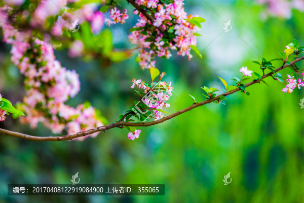 垂絲海棠