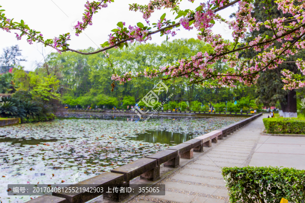 垂絲海棠