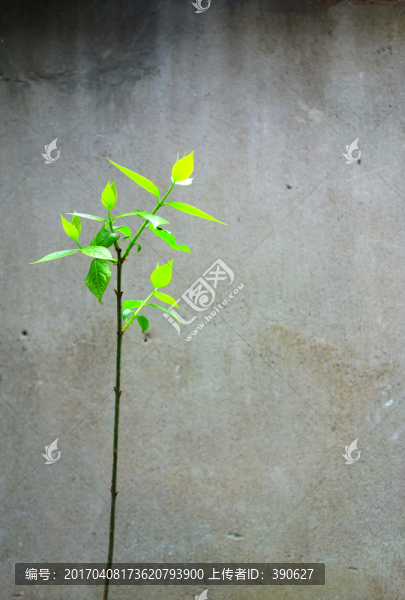 綠葉嫩芽