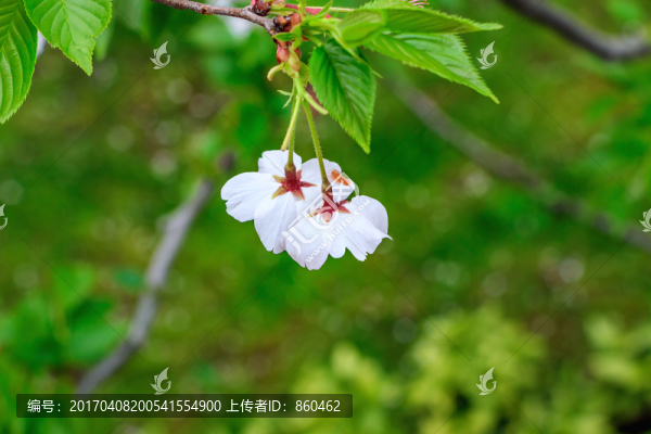 櫻花素材,櫻花展,櫻花圖片