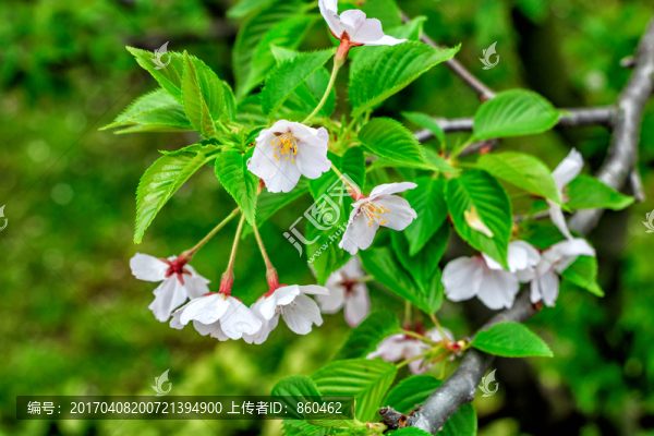 櫻花素材,櫻花展,櫻花圖片