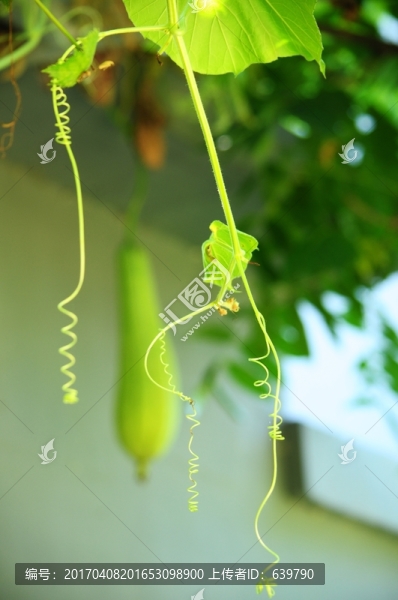 絲瓜