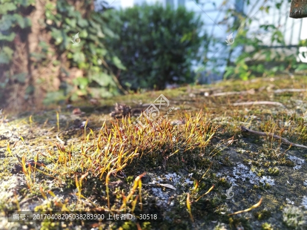 沐浴著陽光的苔蘚