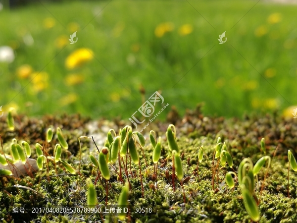 陽(yáng)光和苔蘚