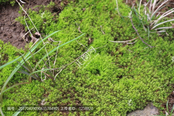 青苔背景素材