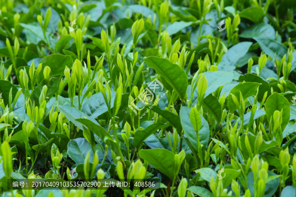 茶葉背景,綠茶背景,龍井茶