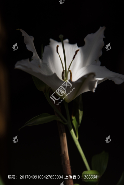 百合花