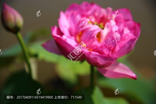 朦朧荷花
