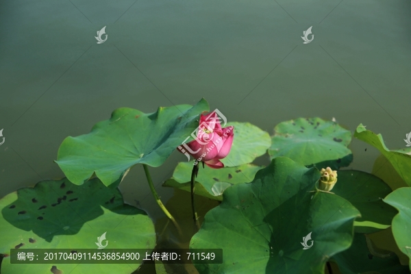 荷塘荷花