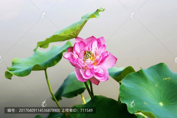 荷花荷葉