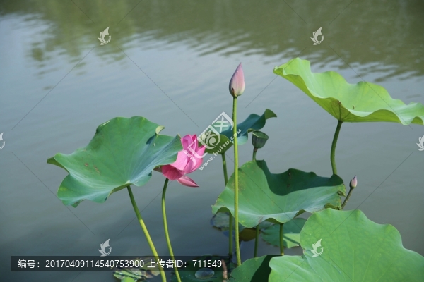 荷葉荷花