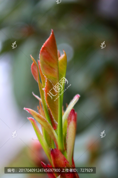 新芽