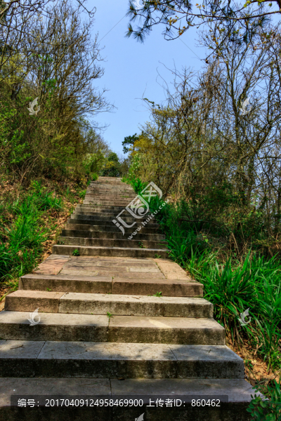 樹(shù)林小路