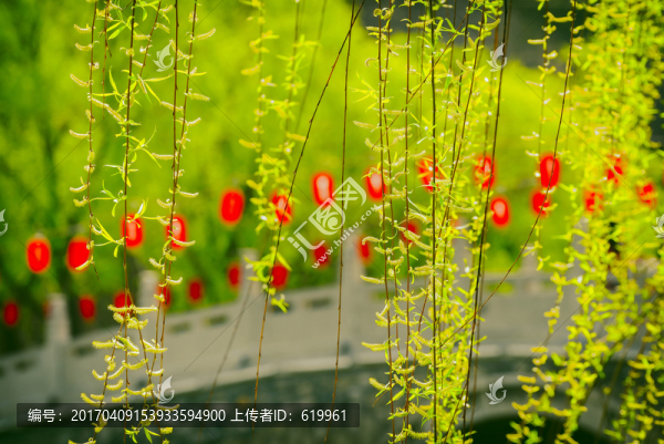 翠柳背景