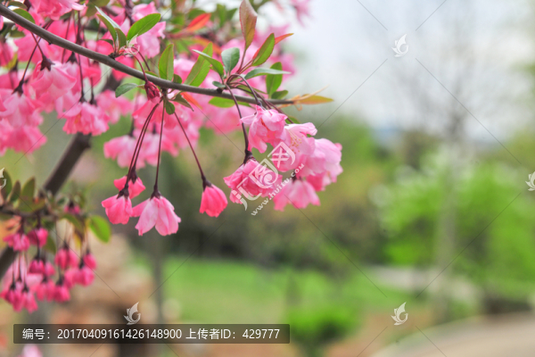 粉色海棠花