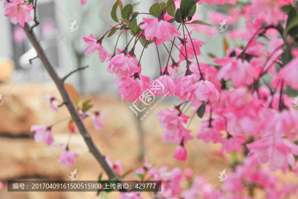 海棠花盛開