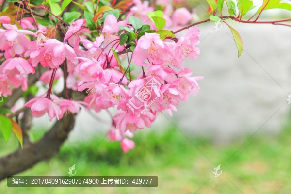 海棠花攝影