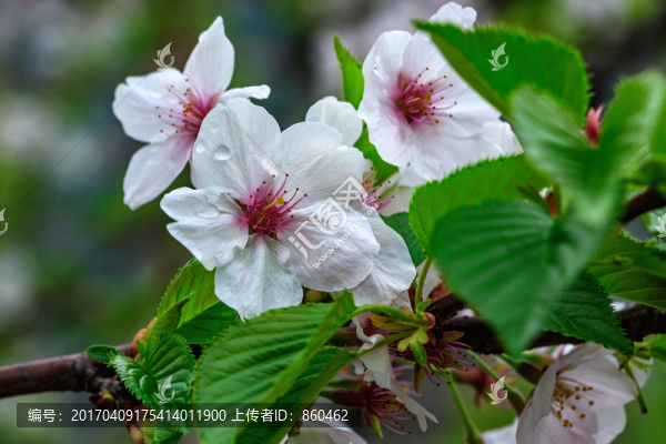 櫻花觀賞,春天