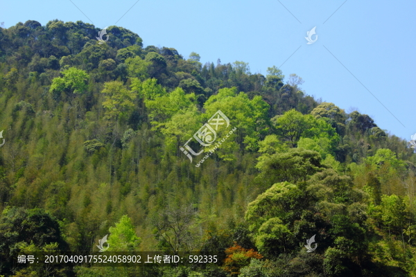 山區(qū)樹林