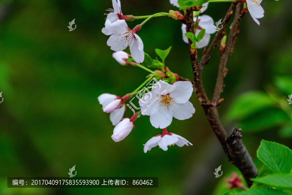 櫻花盛開,櫻花背景,櫻花