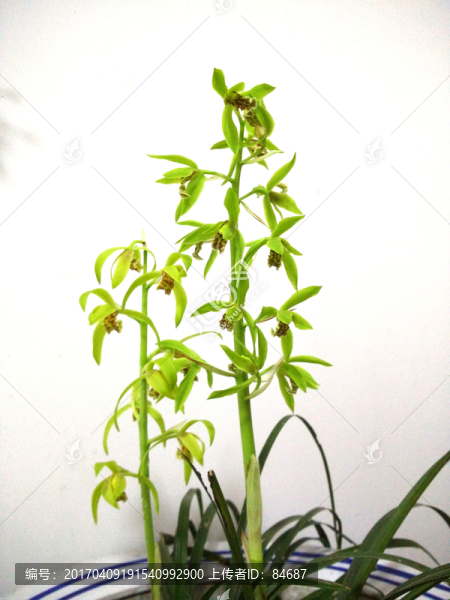 蘭草花,花朵