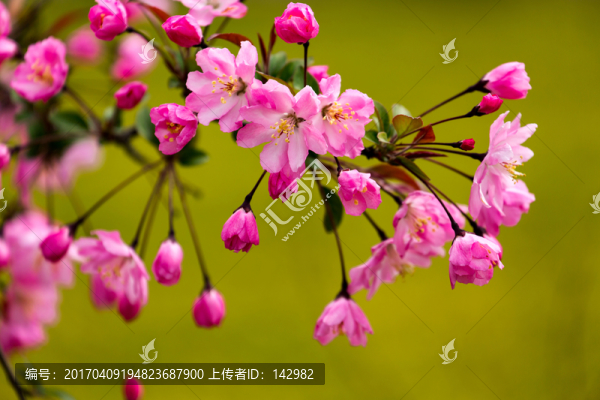 垂絲海棠