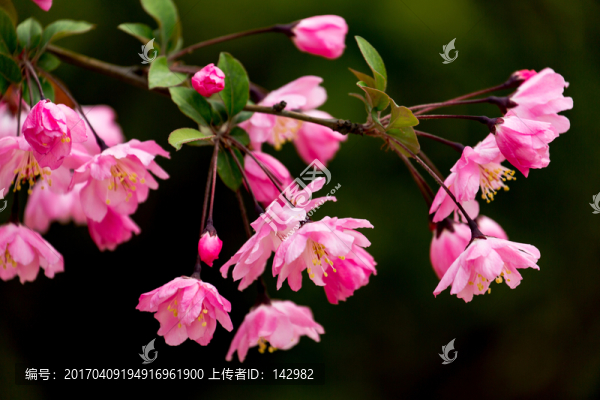 垂絲海棠