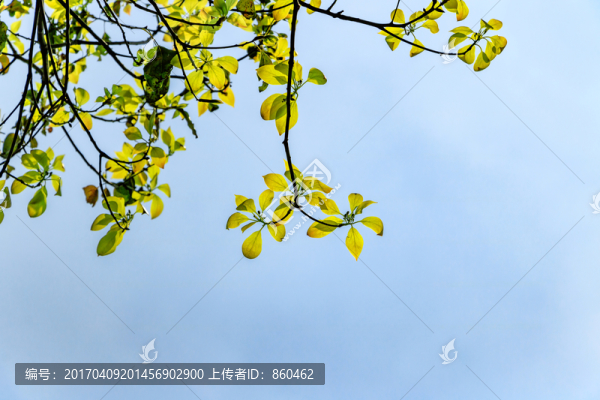 樹枝背景,樹葉