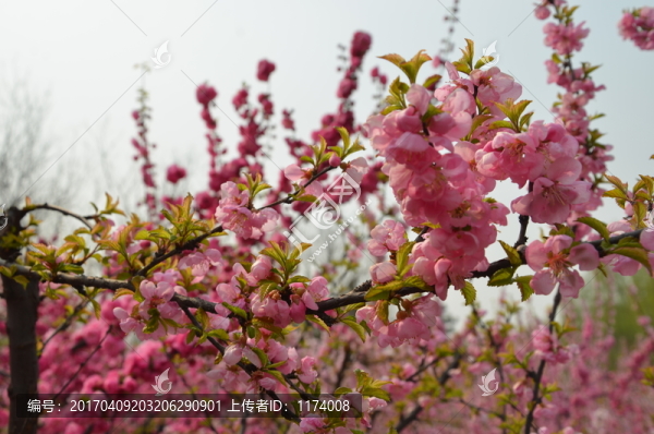 桃花