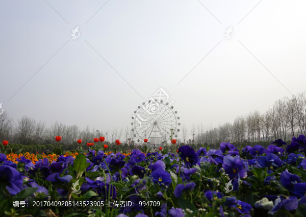 花與摩天輪