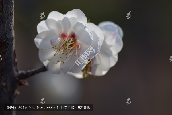 梅花
