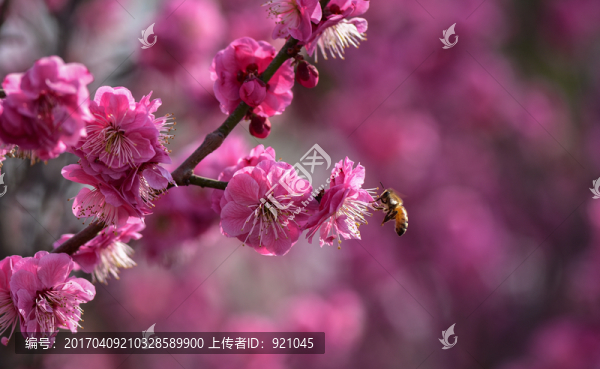 梅花