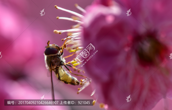 梅花