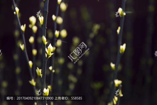 綠芽特寫