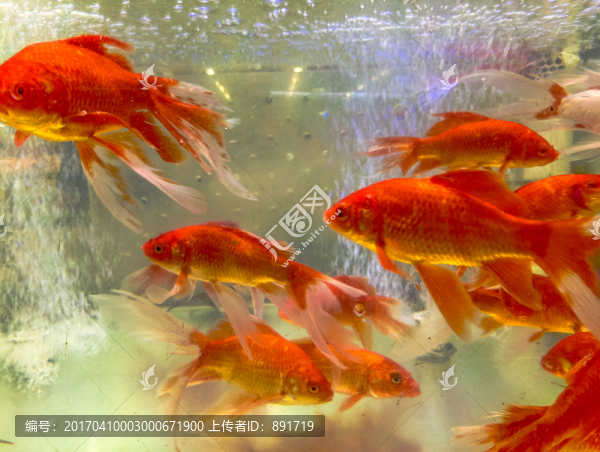 金魚素材