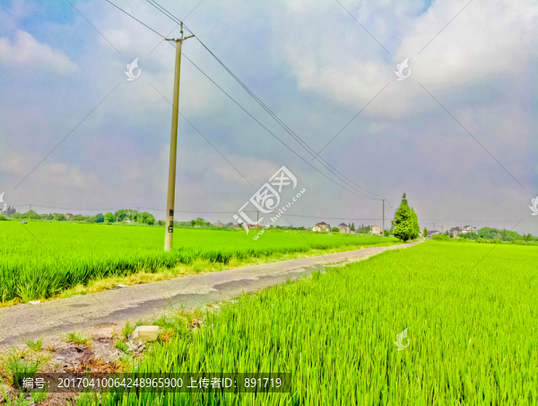 稻田,鄉(xiāng)間小路