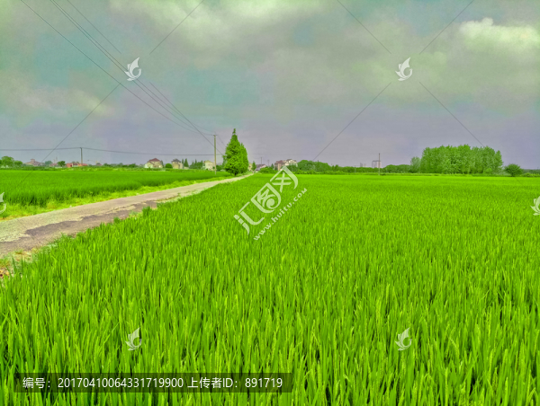 稻田,水稻,田園風(fēng)光,農(nóng)作物